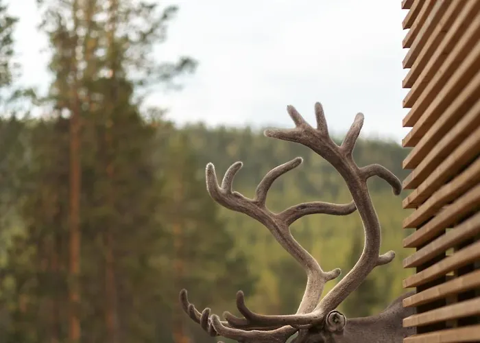 Kurula's * ピュハトゥントゥリ